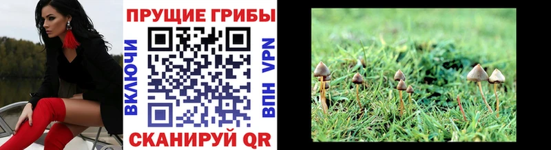 Галлюциногенные грибы Psilocybine cubensis  Балашов 